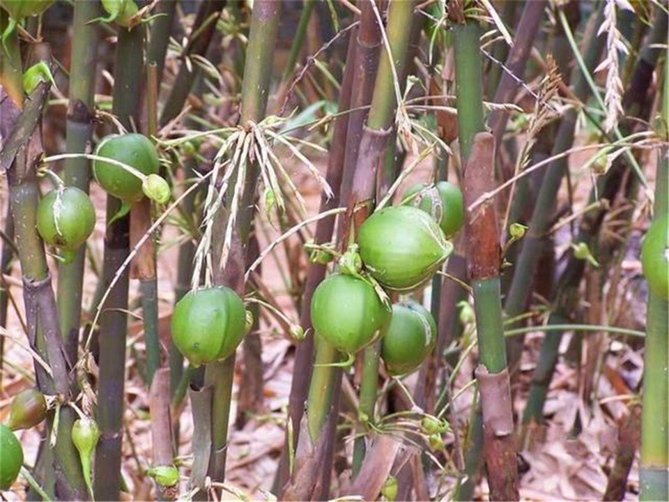 竹子开花立马搬家有这个说法吗,竹子开花马上搬家的说法