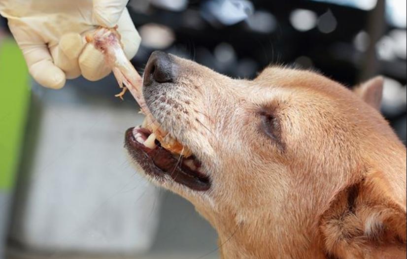 金毛挑食不吃狗粮只吃肉,金毛不喂狗粮还能喂什么