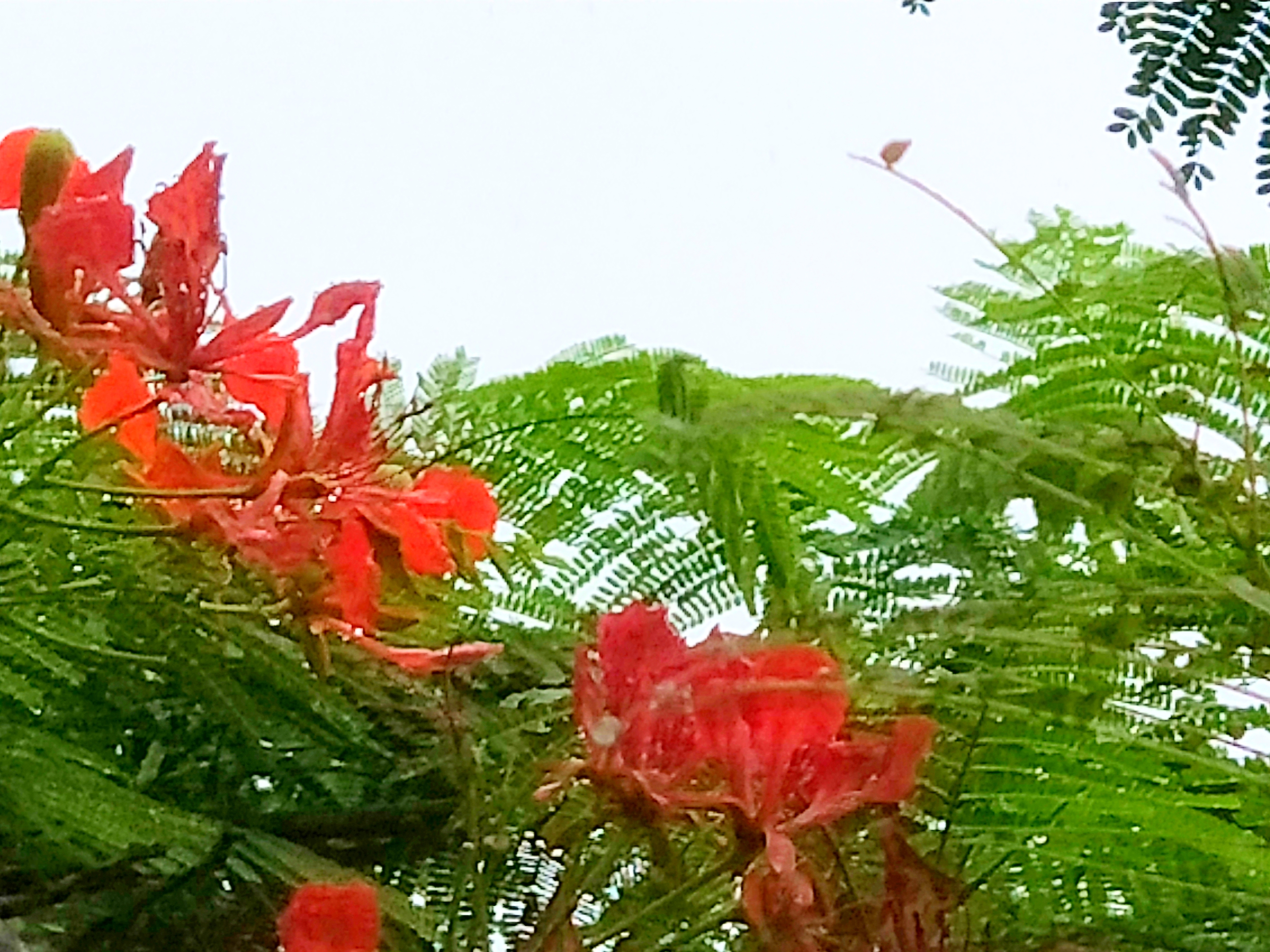 满树红红的花,满树盛开的石榴花