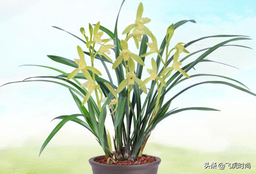 哪种兰花好养开花好看香味好,什么兰花最好养又香开花时间又长