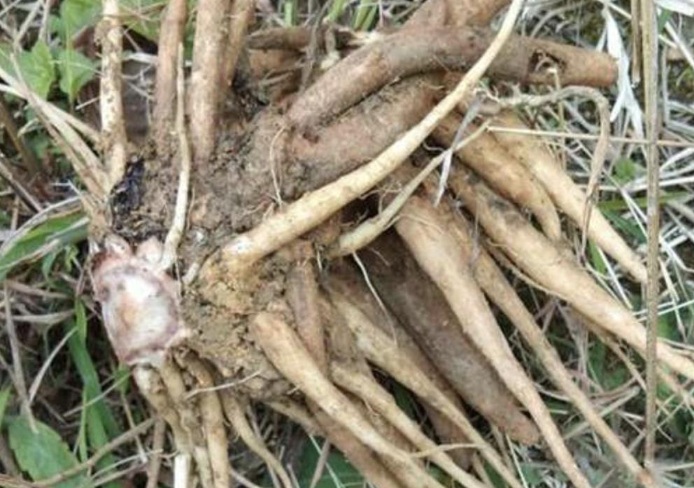 鍐滄潙鍍忓ぇ钃熺殑妞嶇墿,鍐滄潙甯歌妞嶇墿澶ц摕