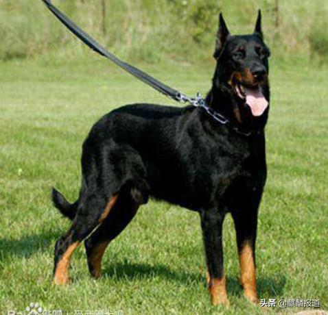 金毛禁养犬名单曲靖,曲靖麒麟区城区养犬标准规定