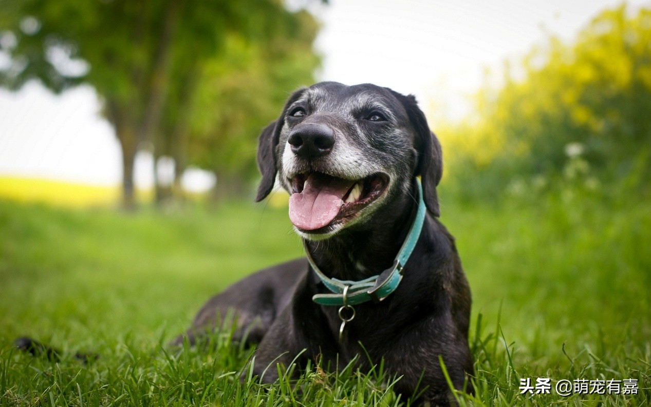 关于狗狗有趣的冷知识,学习关于狗狗的16个冷知识