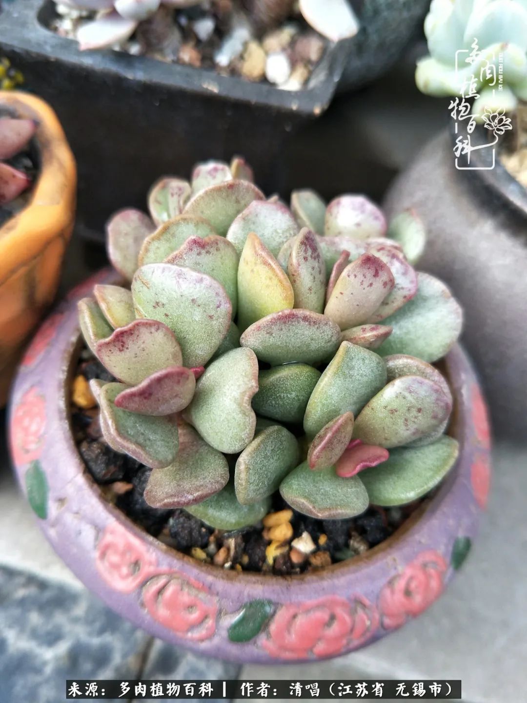 多肉植物百科好看又好养的多肉,喜欢多肉的朋友欢迎光临多肉园艺