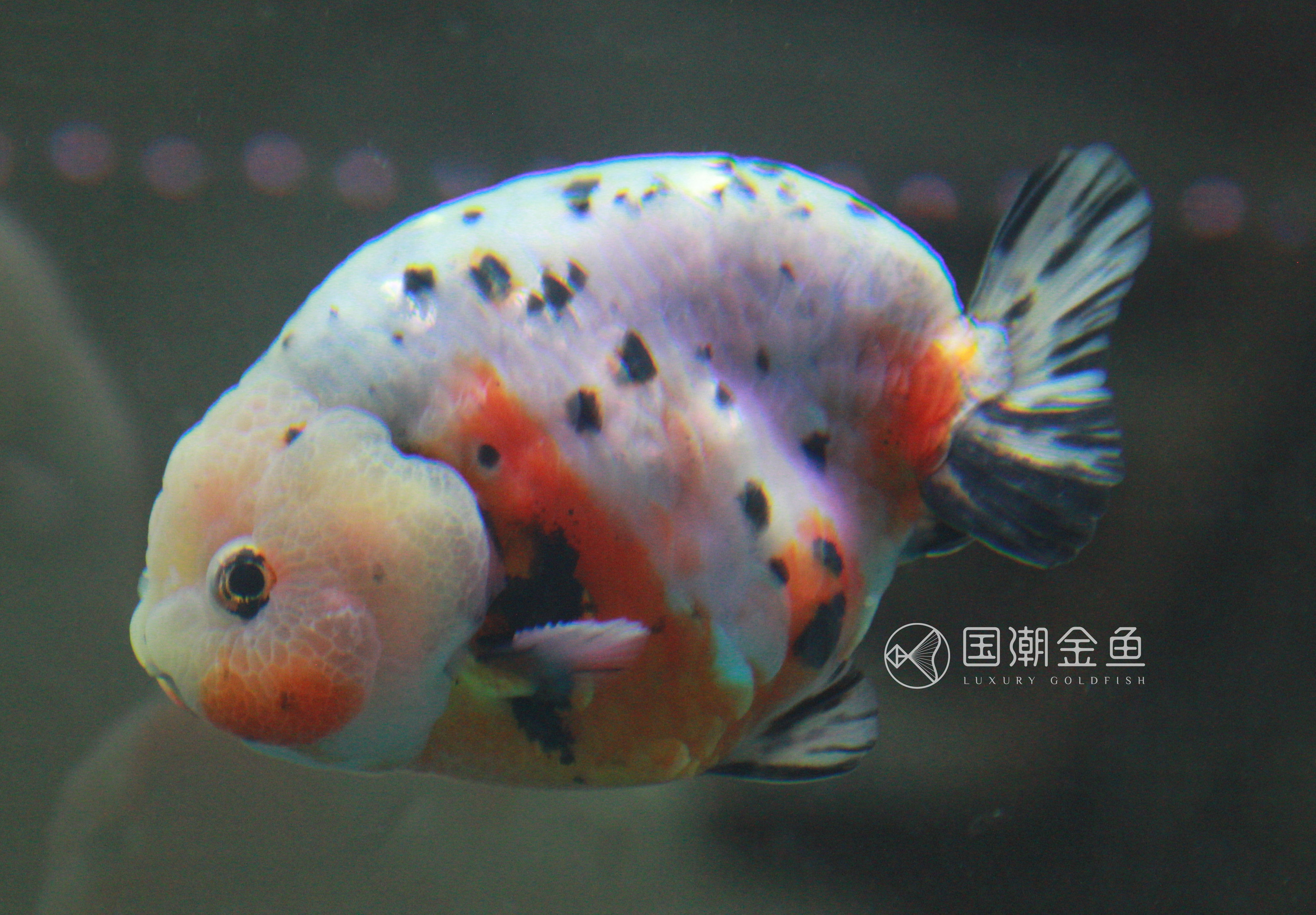 家养金鱼怎么死亡率少,自家养鱼金鱼好养吗