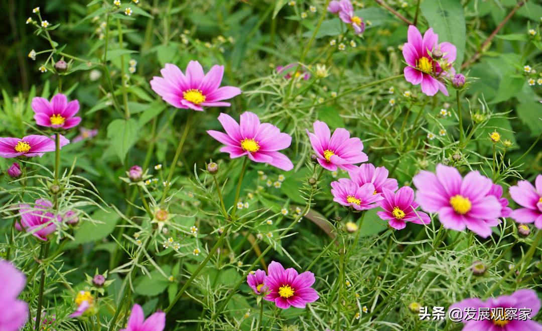 双流花海风景,双流紫色花海