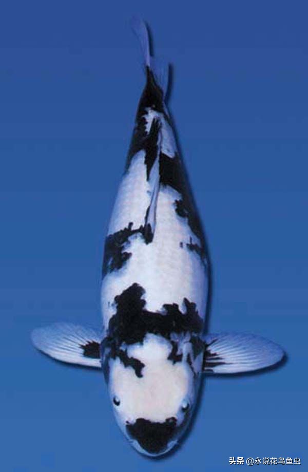 玩锦鲤知道的常识,锦鲤常识讲解视频