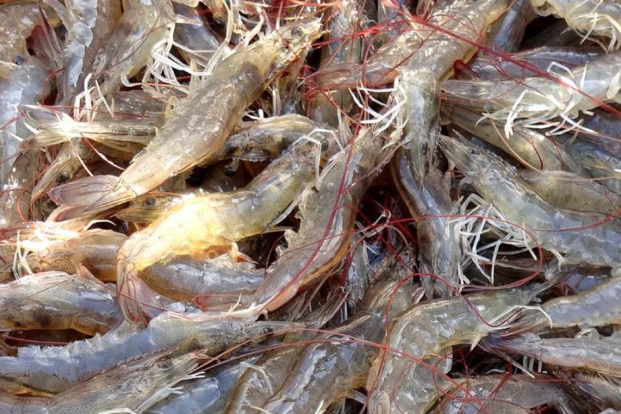 淡水虾养殖需要多长时间,淡水虾养殖在怎样条件下