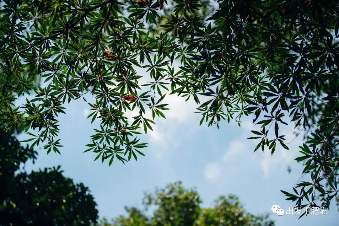 长隆飞鸟乐园长隆熊猫酒店怎么选,周一长隆野生动物园游玩攻略