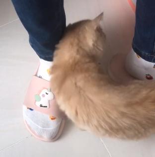 救助流浪猫加菲猫,被遗弃刚出生不久的加菲猫