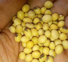 养花烂根快用它泡一泡,黄豆泡水养花的正确方法