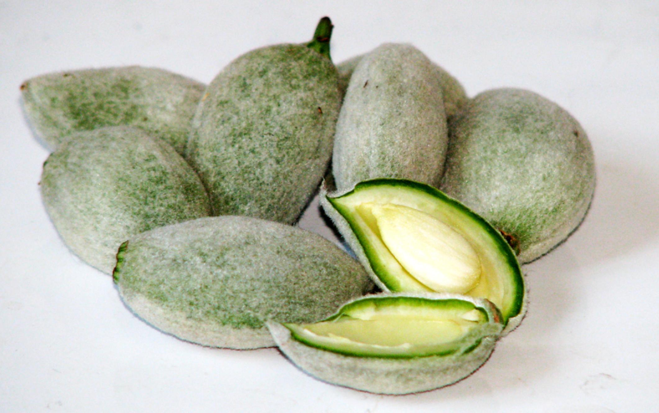 为什么把巴旦木叫做美国大杏仁,为什么叫美国大杏仁