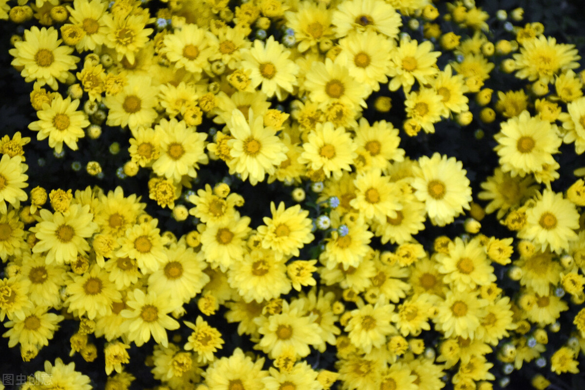 重阳节赏菊正当时，推荐国内这9个地方的赏菊好去处，沉浸式赏花