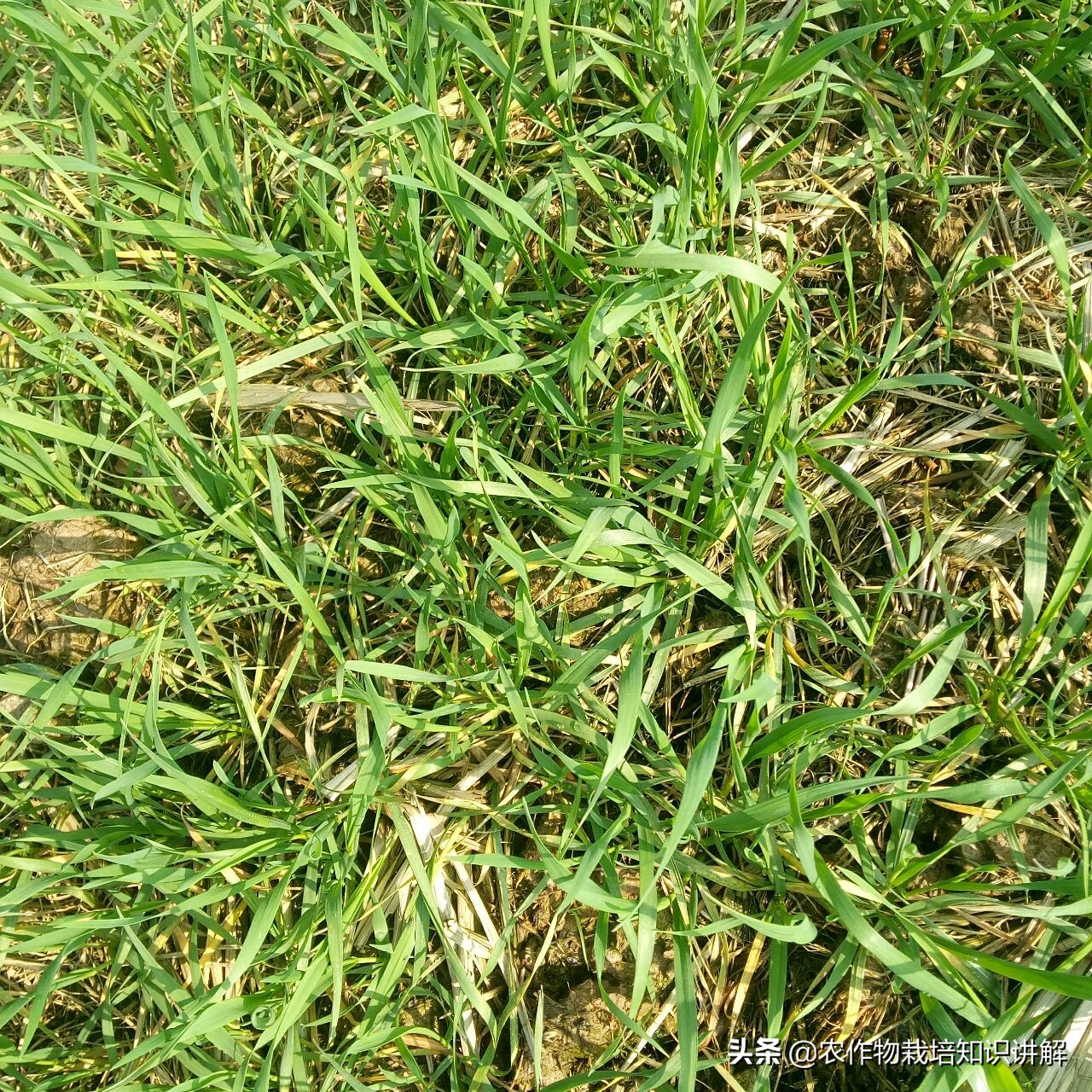 小麦预防赤霉病哪种药好,小麦预防赤霉病打什么药