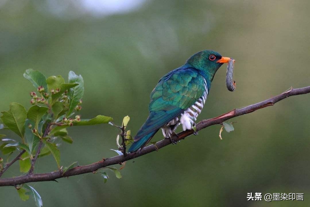 观鸟拍鸟最佳效果图,如何拍鸟这些鸟类摄影技巧要学会