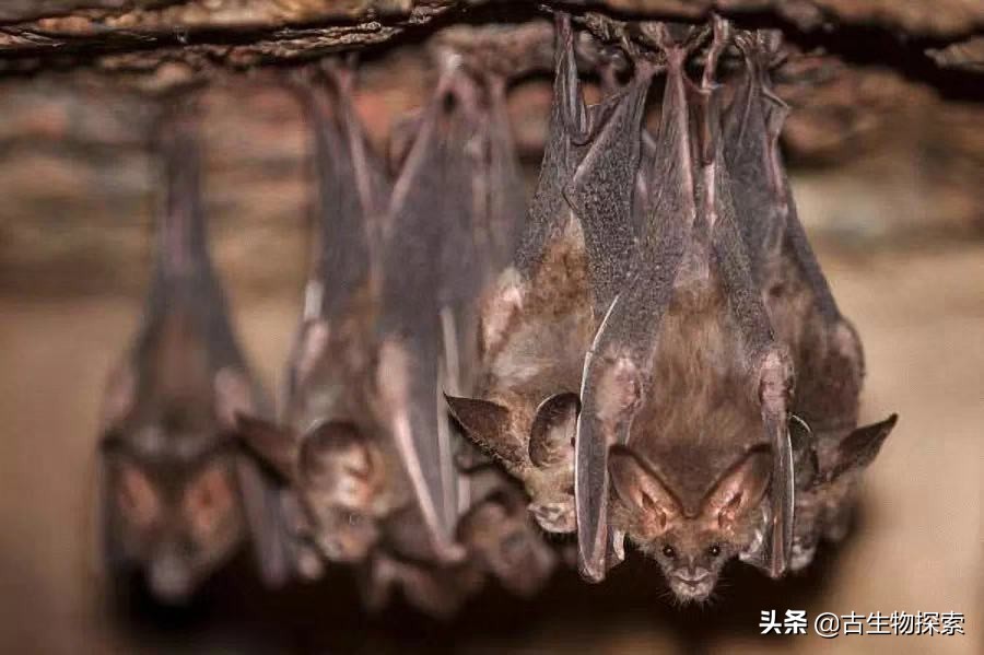 缈奸緳鍊掓寕鍗婄┖,缈奸緳鍊掓寕