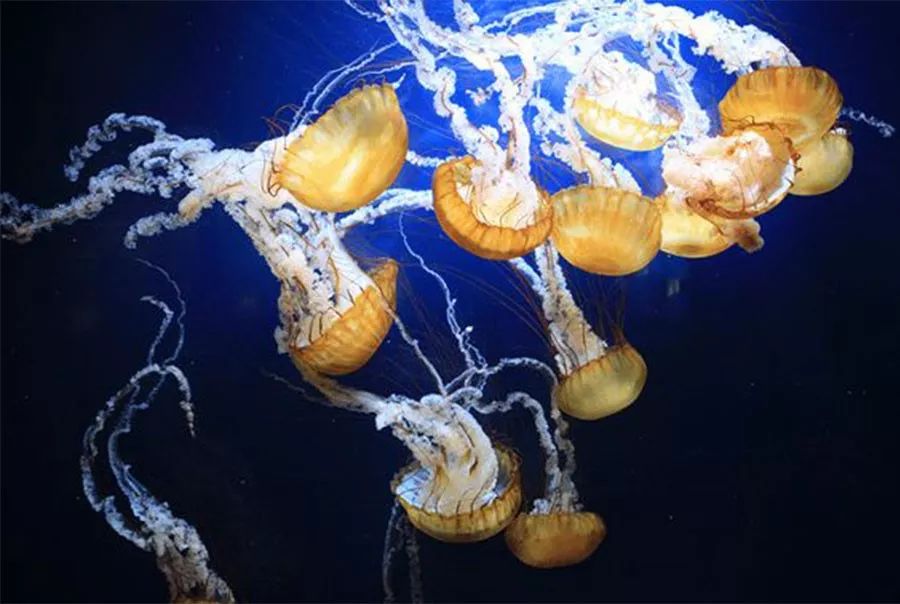 儿童画五彩水母,小红书画梦幻的水母