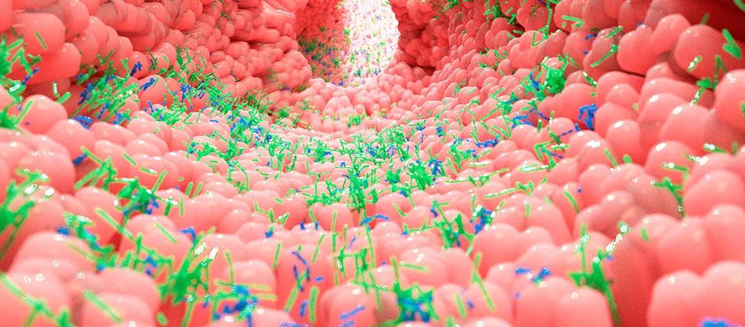 共生微生物是人体看不见的盟友，它们正在消失