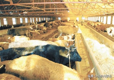 内蒙古黄牛之乡新闻,黄牛之乡科尔沁