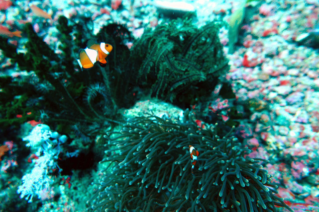 地球最早的浮游生物,最早出现的浮游生物