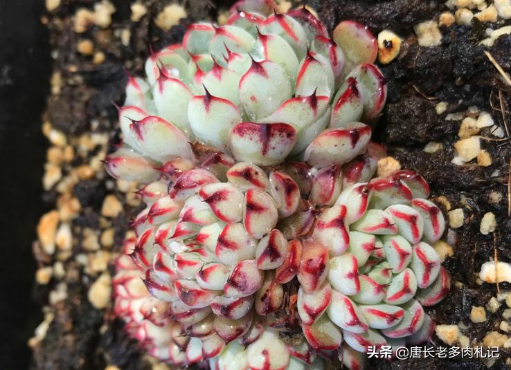 为什么从云南等地网购的多肉开始很紧致，但养着养着就散开了呢？