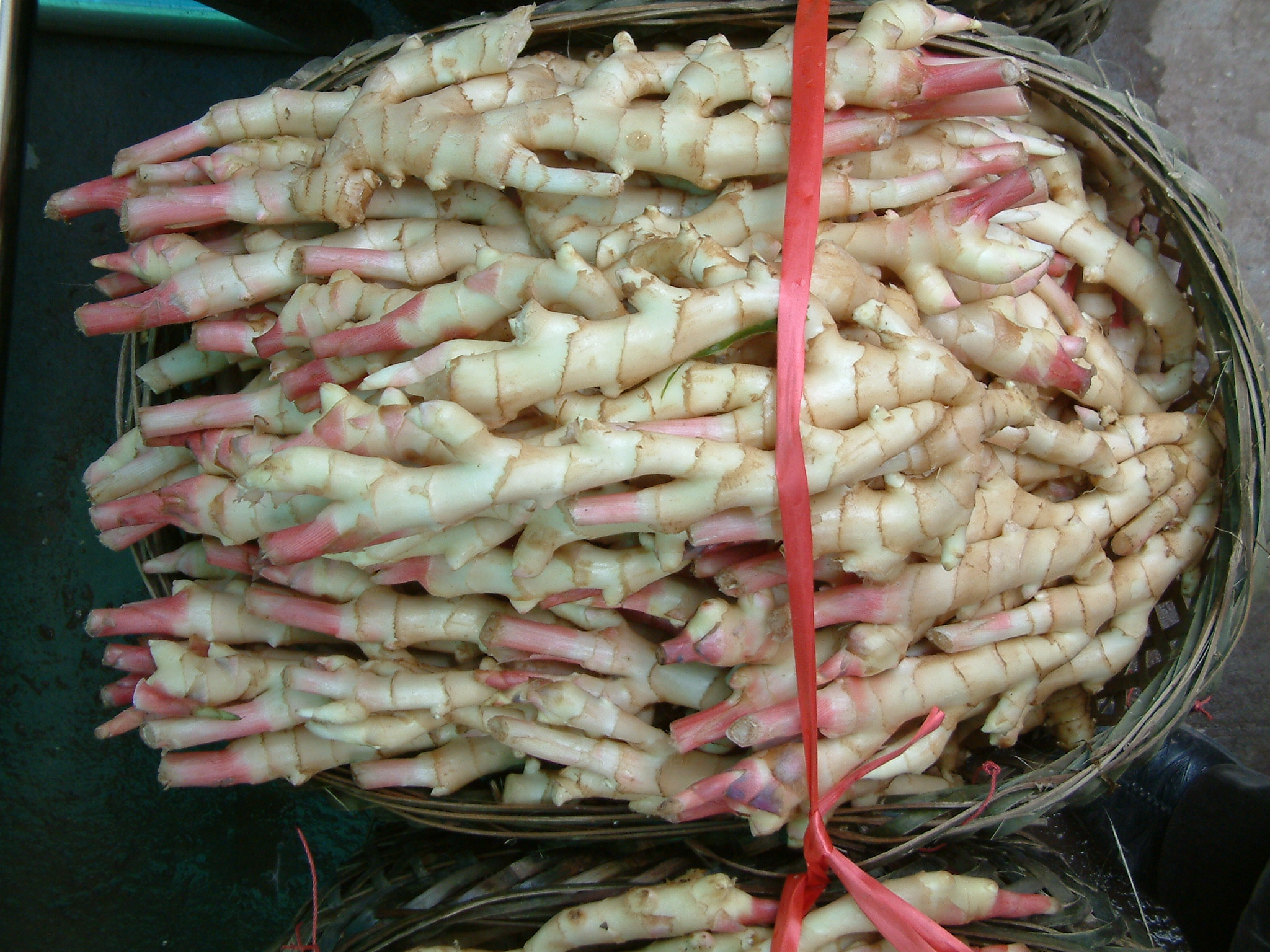 生姜撬窝种植有哪些优势,生姜撬窝种植多大直径