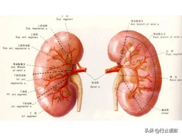 邹燕勤治肾病蛋白尿经验,岳沛芬教授谈肾病治法