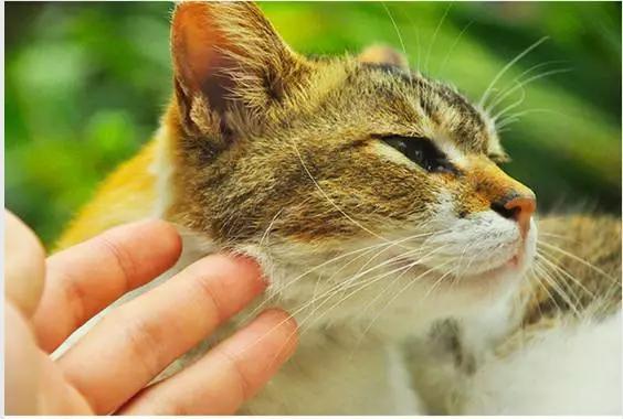 城市山林深圳,城市山林一期