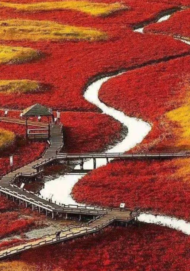 翅碱蓬为什么秋季变红,翅碱蓬退化