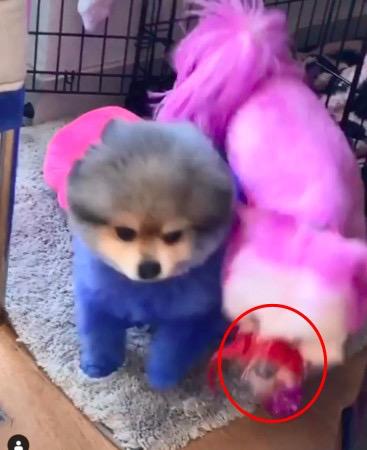 网友爆料女生遭多人虐待,11岁女孩虐待狗狗事件介绍