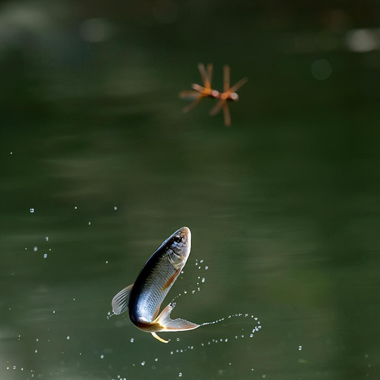 马口鱼又香又脆,马口鱼有灵性吗