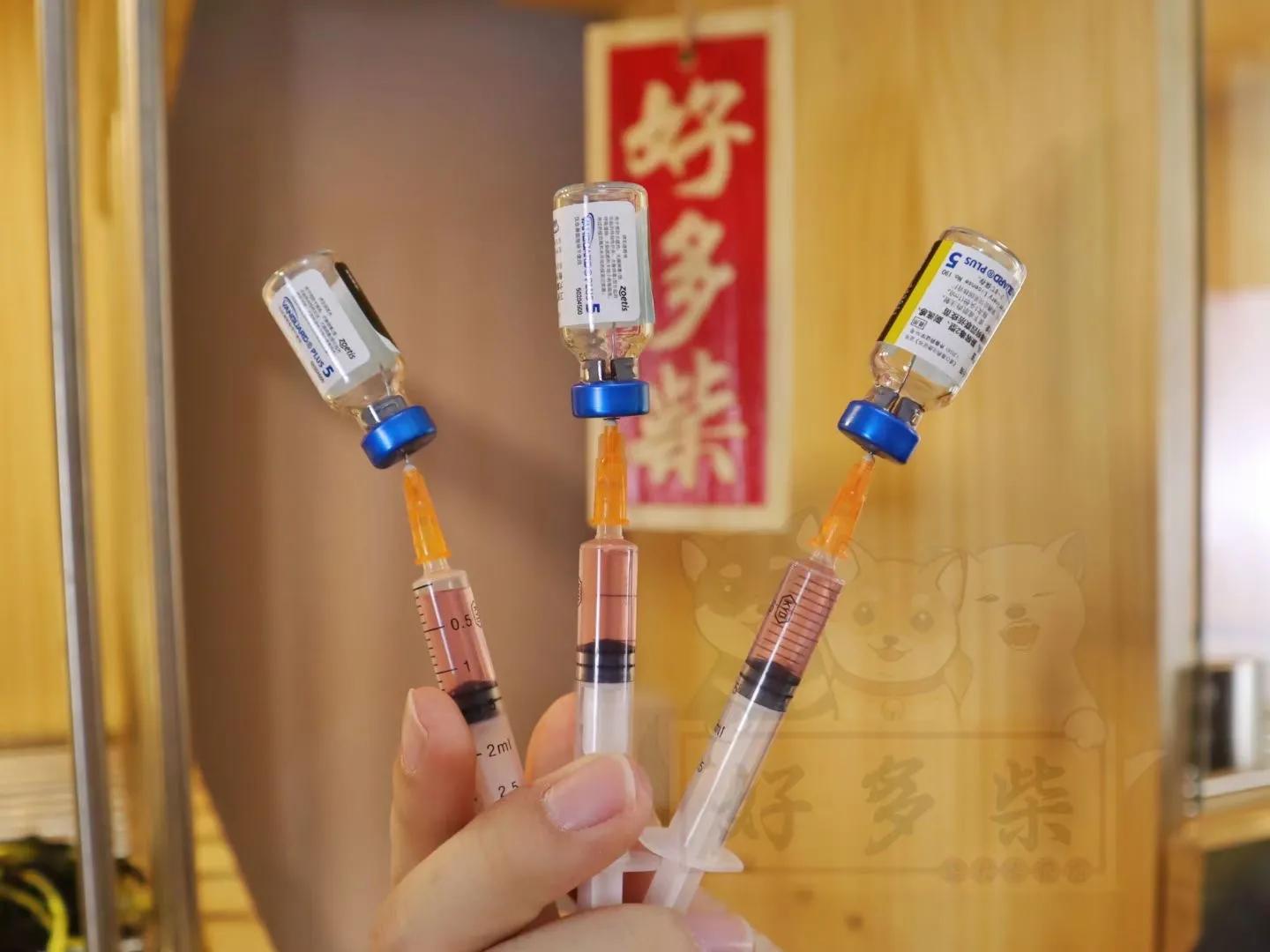 如何正确给狗狗驱虫,生产完的母柴犬几天驱虫