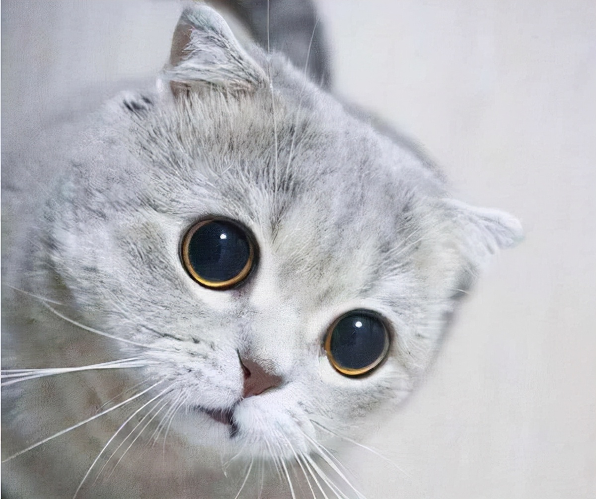 养很多猫很费钱吗,养什么猫最便宜又好养又粘人