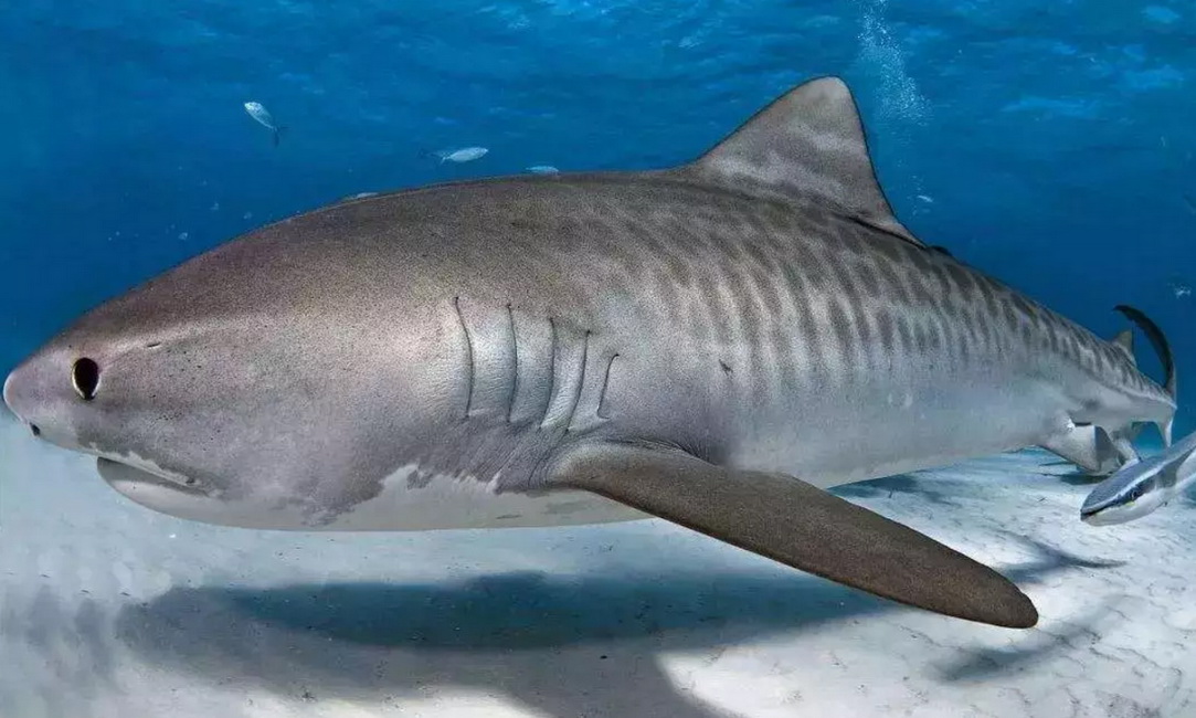 海洋十大巨齿鲨排名,海洋十大杀手