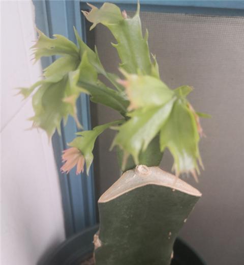 蟹爪兰开花爆盆的小妙招,蟹爪兰开花后的养殖方法