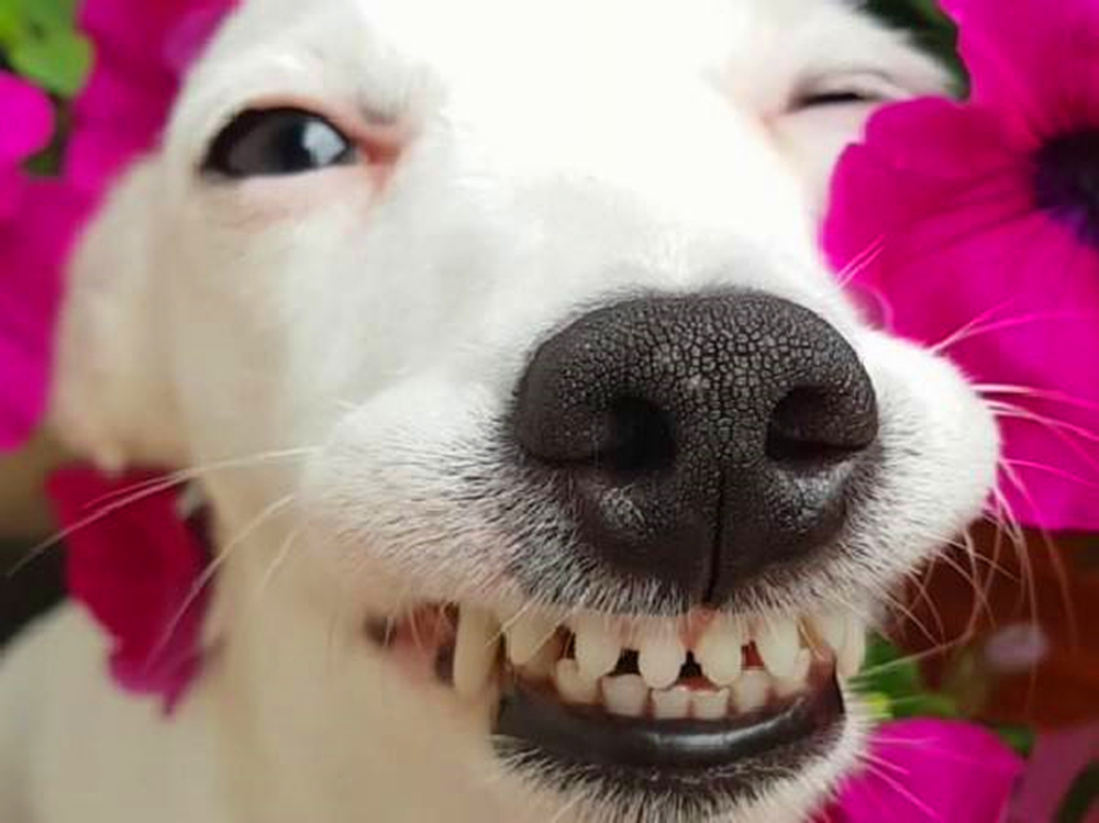 狗狗如何保养牙齿不口臭,狗狗牙齿脏又不让刷牙怎么办