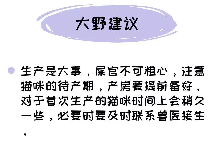 猫咪生产的当天要注意的事项,猫咪生产注意事项
