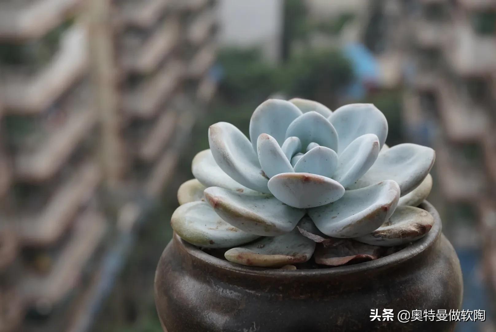 红檀多肉夏天怎么度夏,多肉乌木夏天好度夏吗
