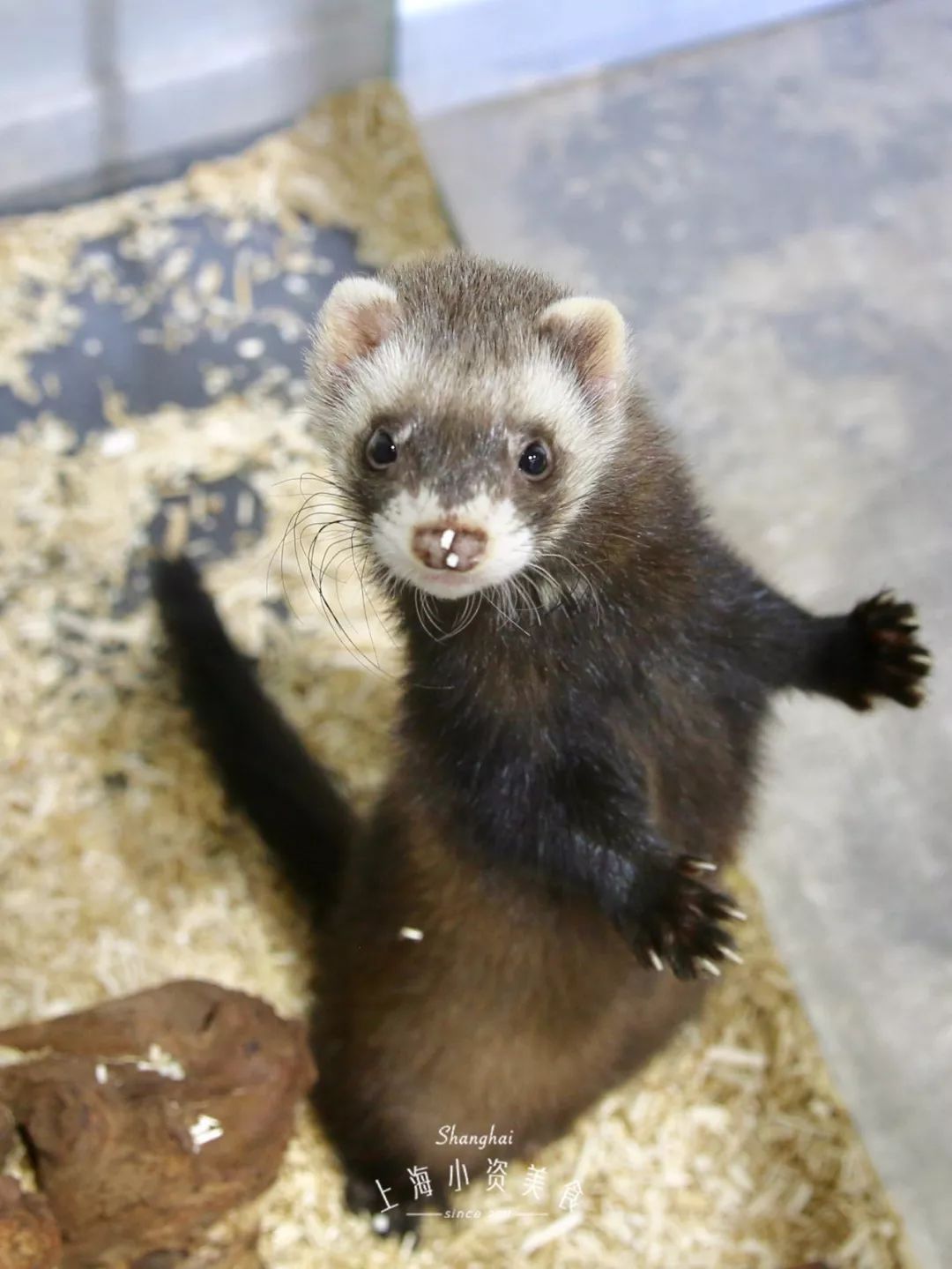 2019宠物排名,2022宠物排行榜