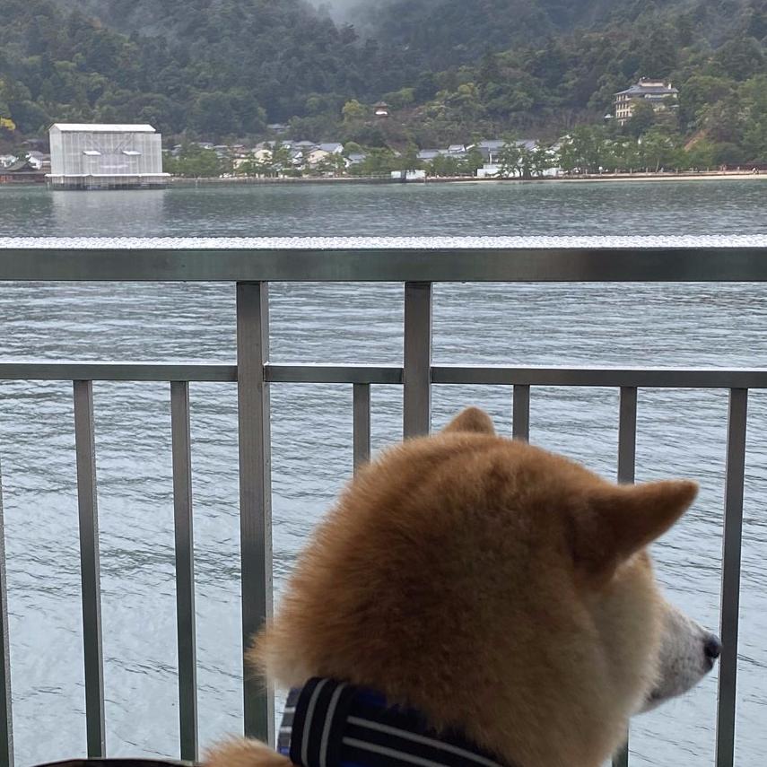 柴犬买几个月的比较好,柴犬多少钱一只真实价格