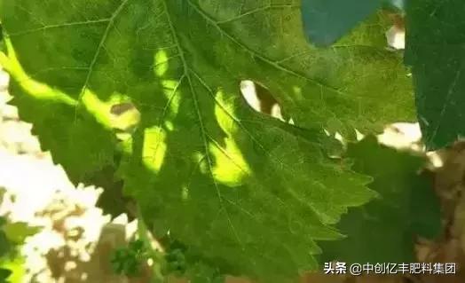 葡萄病虫害的高效防治方法,葡萄叶片发黄症状图谱