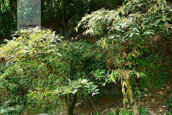 补阳丹，见过吗？活血通络。治跌打骨折、劳伤、小便*禁失**