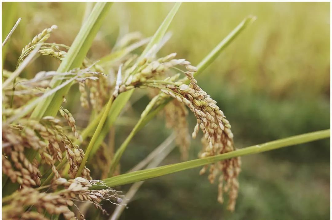 怎样学习中医的效果更好,怎么学习中医才能学会