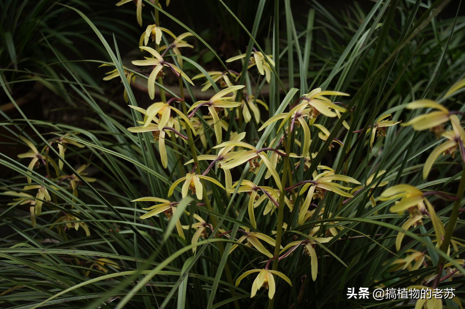 带你看兰花,带你看看蝴蝶兰