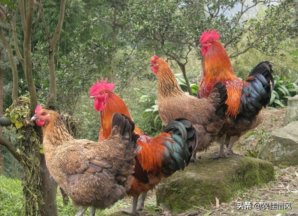 山林散养土鸡需要注意什么,回老家养土鸡怎么样