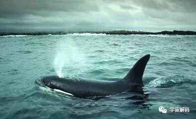 假如地球没有了植物会怎样,假如地球没有生命体会怎样