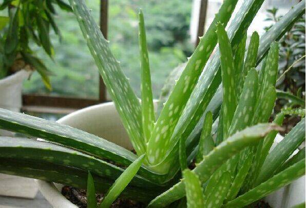 养的芦荟有什么作用,芦荟真的要养10多年才能用吗