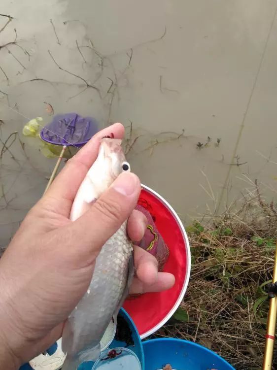 本汀神鹤和太极宗师,本汀神鹤鲫鱼竿