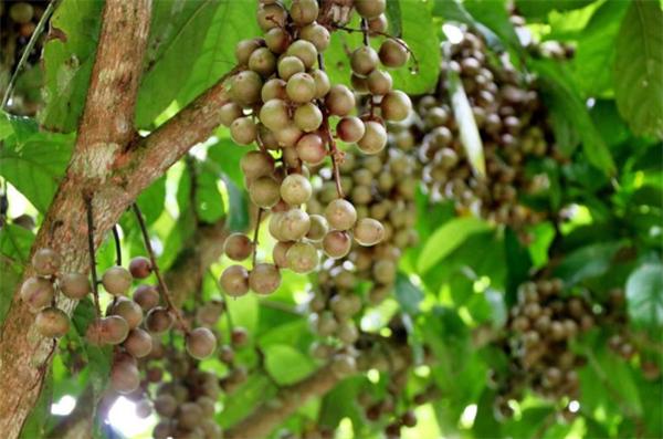 南方十大名水果,北方人绝对没吃过的六种水果