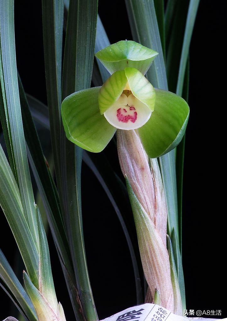 春兰名品兰花,春兰兰花名品图鉴